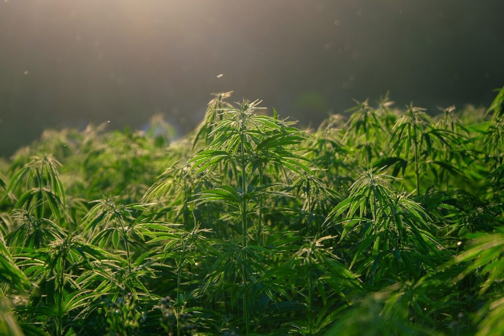 Hemp plants in Nevada field for cannabinoids in food